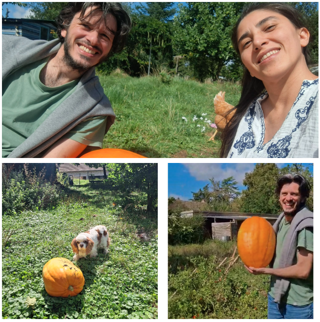 Miraculous pumpkin